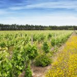 Companhia das Lezírias