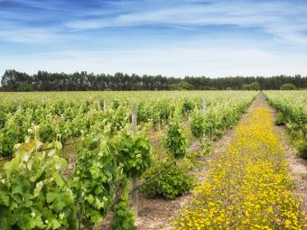 Companhia das Lezírias