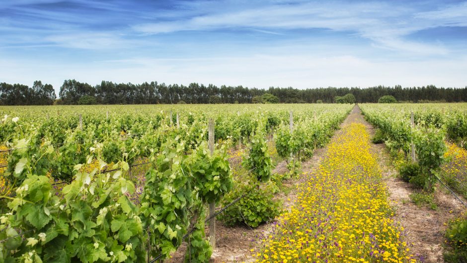 Companhia das Lezírias